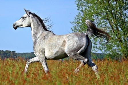 caballo en pradera