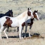 caballos salvajes