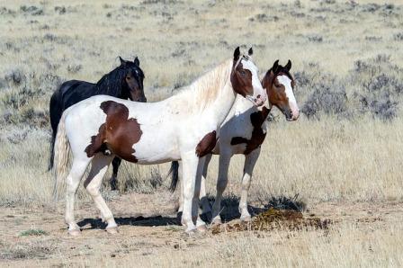 caballos salvajes