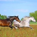 familia de caballos arabes