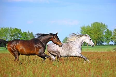 familia de caballos arabes