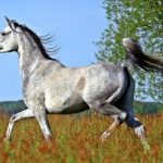 caballo en pradera