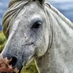 caballo de cerca