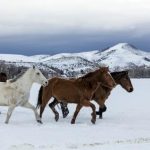 caballos salvajes corriendo