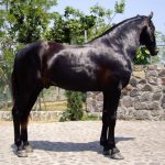caballo español