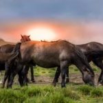 manada de caballos