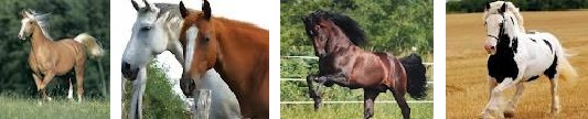 caballos